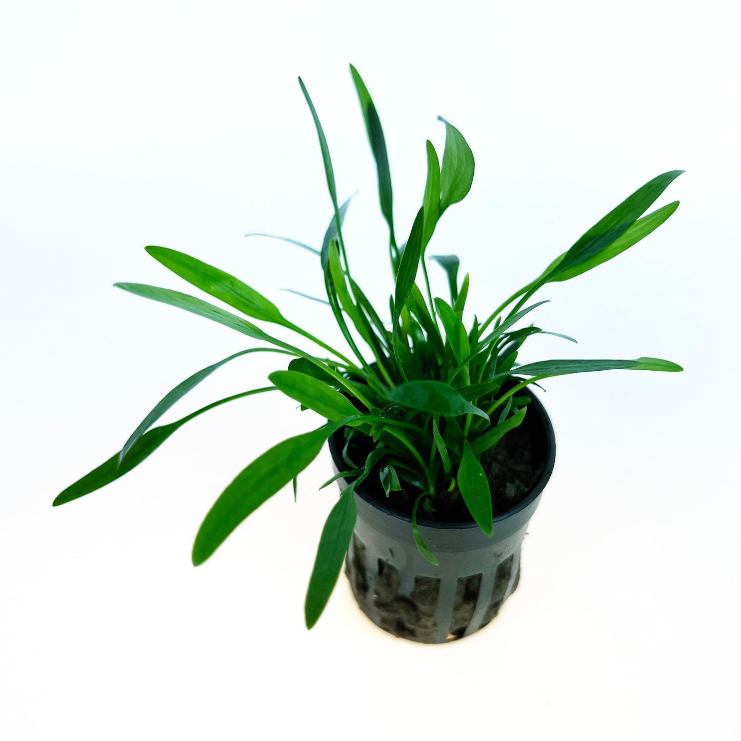 Cryptocoryne Parva 1 pot- Aquatic Live Plants Perfect to all size tanks. Free Shipping !!!! | Green Garden Corner