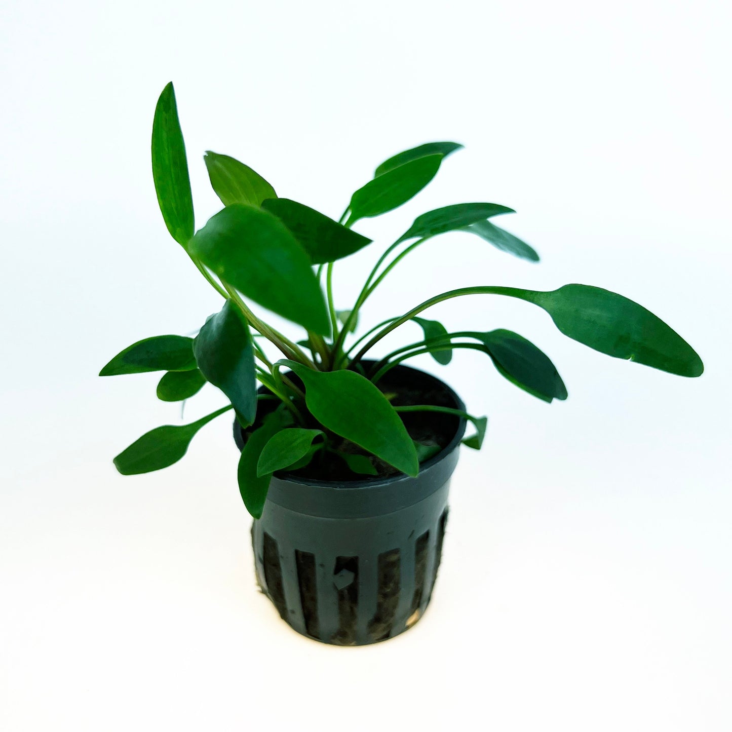 Cryptocoryne Lutea 1 pot- Aquatic Live Plants Perfect to all size tanks. Free Shipping !!!! | Green Garden Corner