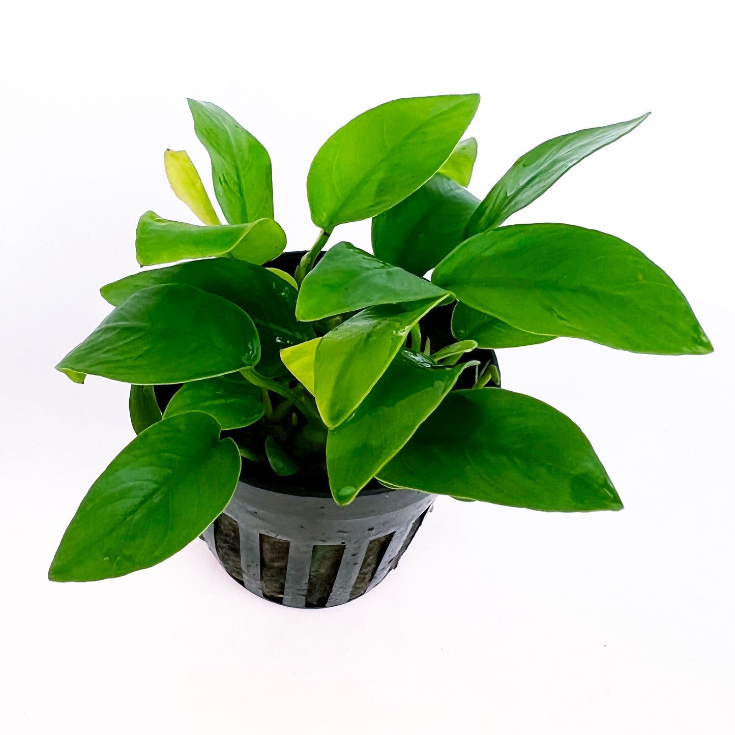 ANUBIAS NANA GOLDEN 1 pot- Aquatic Live Plants Perfect to all size tanks. Free Shipping !!!! | Green Garden Corner