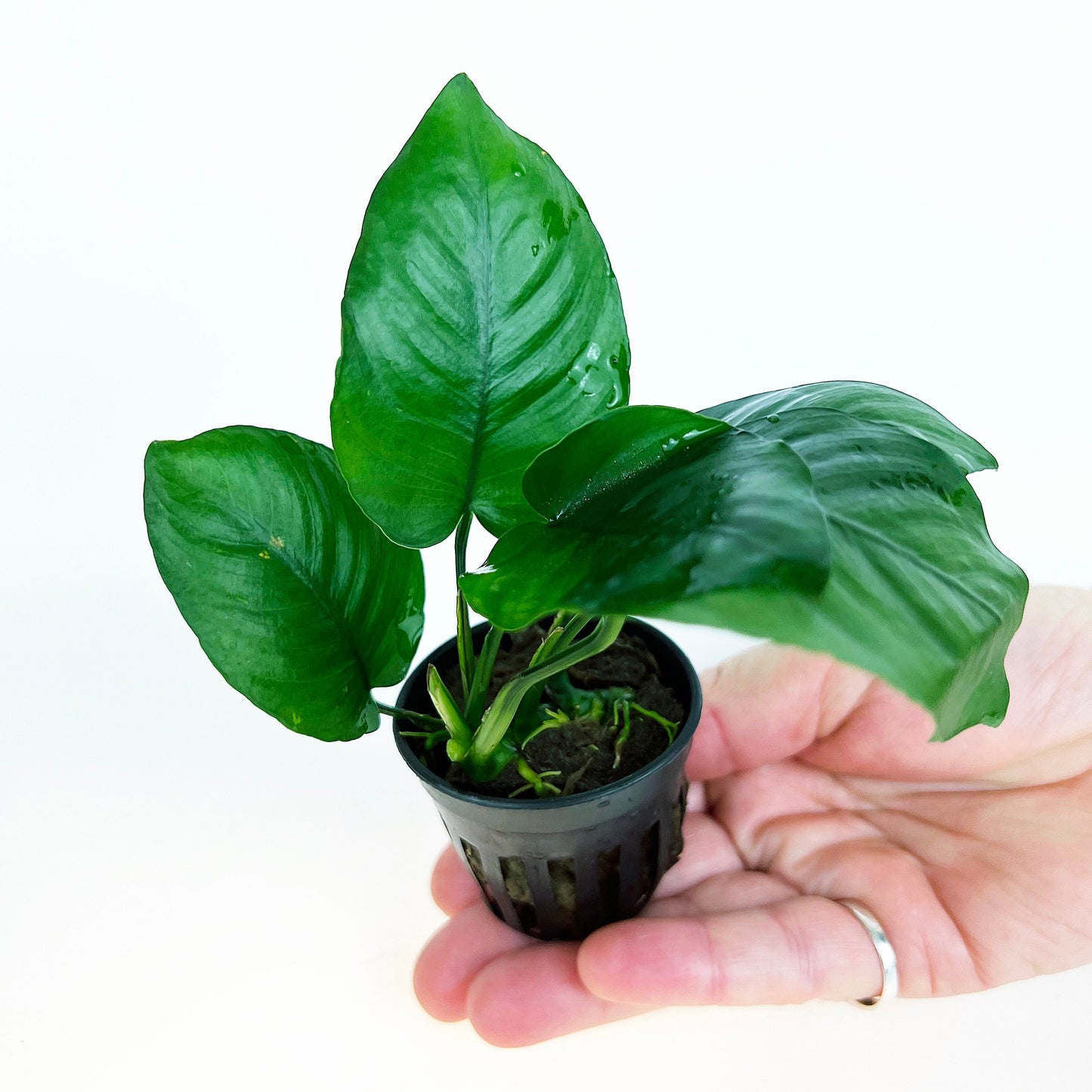 Anubias Barteri Broad Leaf 1 pot- Aquatic Live Plants Perfect to all size tanks. Free Shipping !!!! | Green Garden Corner