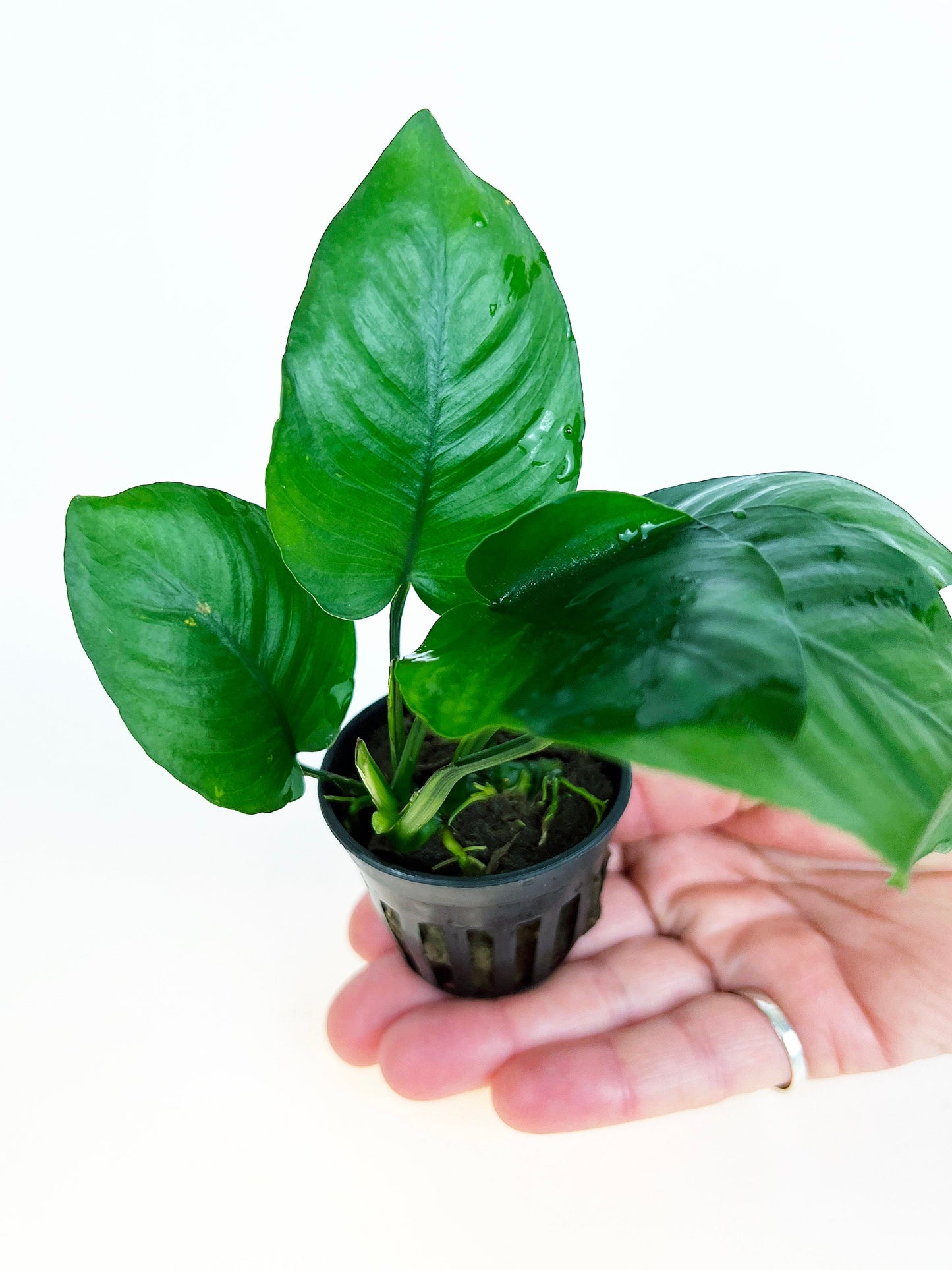 Anubias Barteri Broad Leaf 1 pot- Aquatic Live Plants Perfect to all size tanks. Free Shipping !!!! | Green Garden Corner