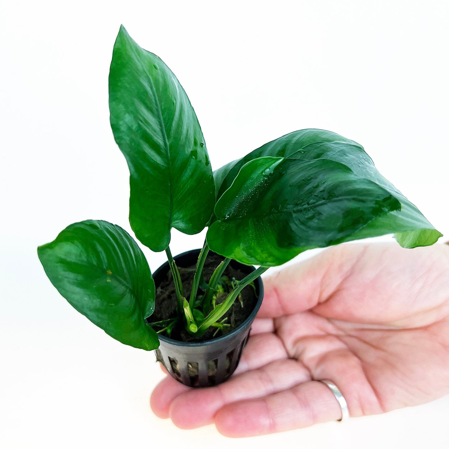 Anubias Barteri Broad Leaf 1 pot- Aquatic Live Plants Perfect to all size tanks. Free Shipping !!!! | Green Garden Corner