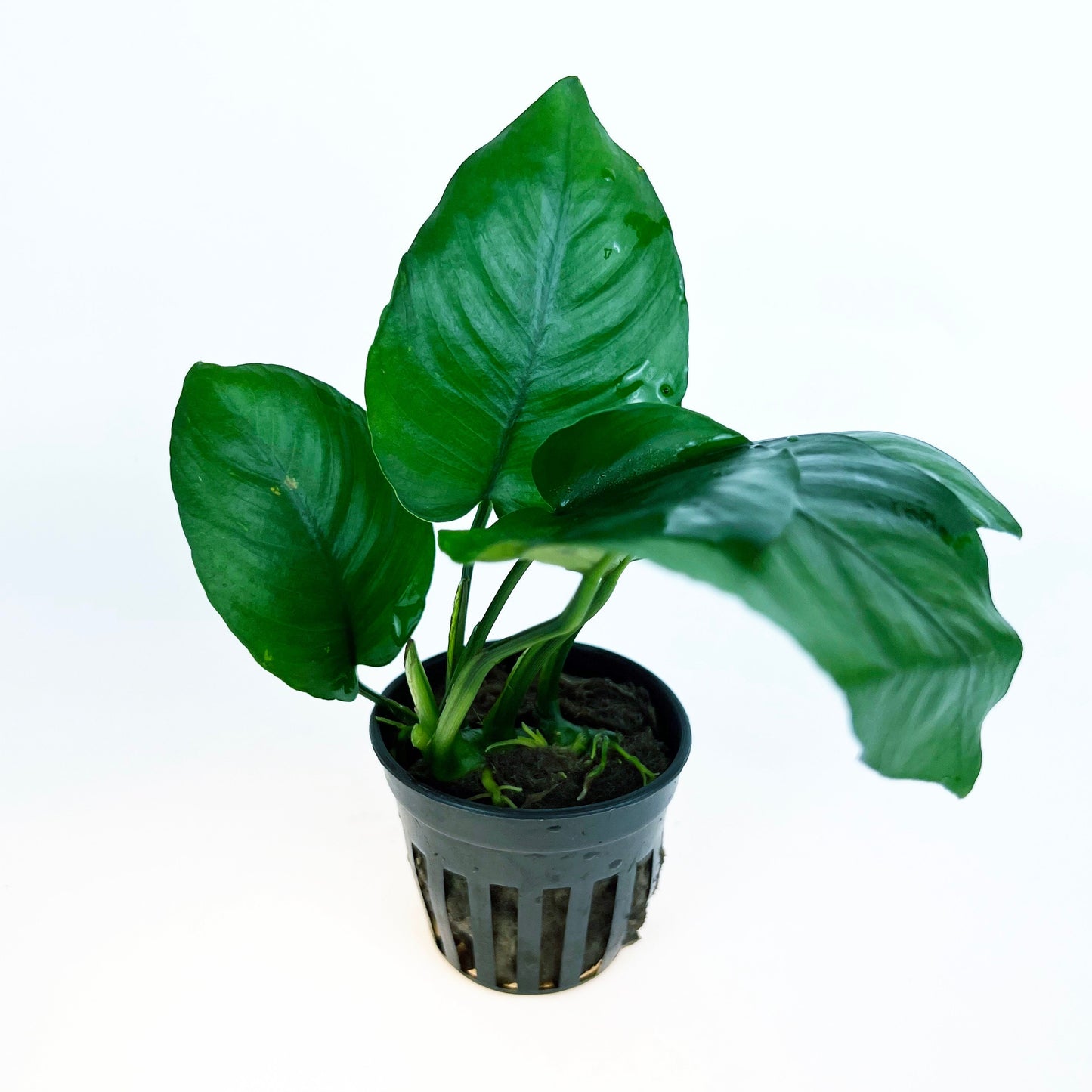 Anubias Barteri Broad Leaf 1 pot- Aquatic Live Plants Perfect to all size tanks. Free Shipping !!!! | Green Garden Corner