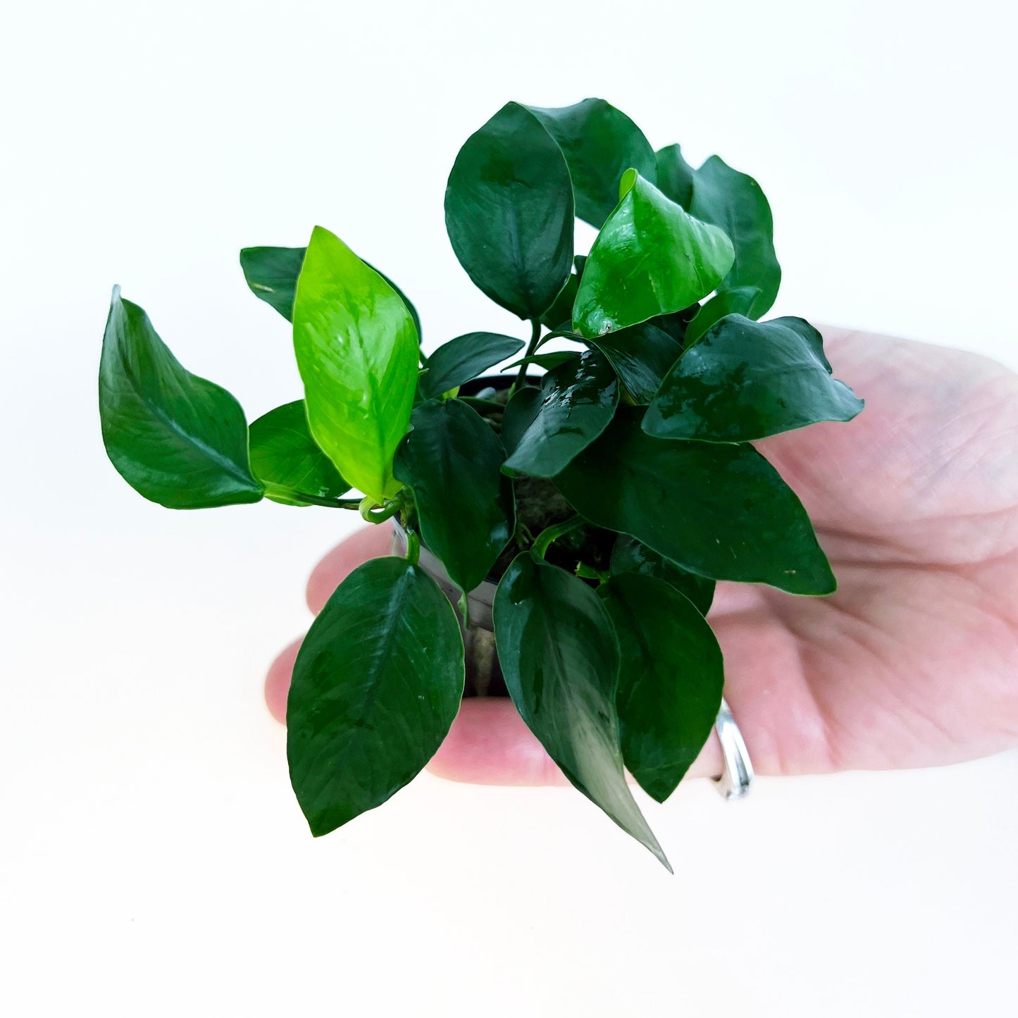 Anubias Nana 1 pot- Aquatic Live Plants Perfect to all size tanks. Free Shipping !!!! | Green Garden Corner