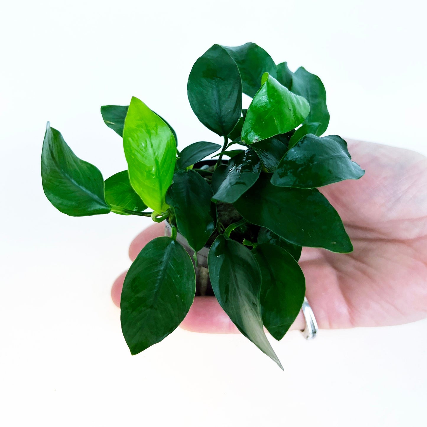 Anubias Nana 1 pot- Aquatic Live Plants Perfect to all size tanks. Free Shipping !!!! | Green Garden Corner