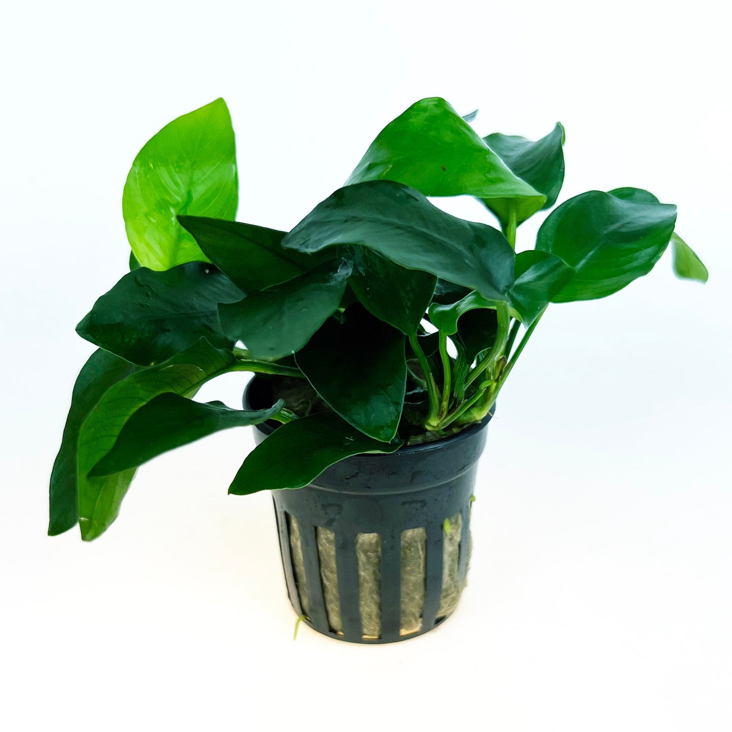 Anubias Nana 1 pot- Aquatic Live Plants Perfect to all size tanks. Free Shipping !!!! | Green Garden Corner