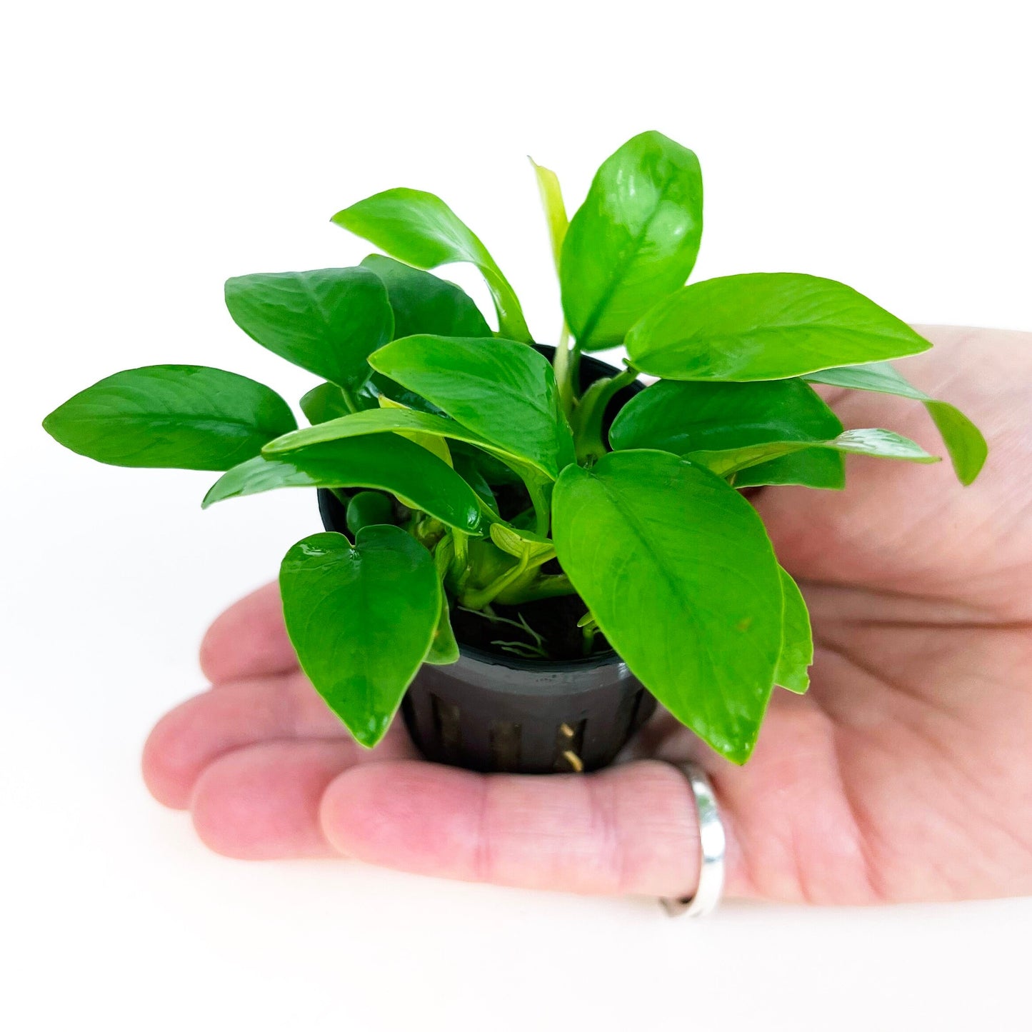 ANUBIAS NANA GOLDEN 1 pot- Aquatic Live Plants Perfect to all size tanks. Free Shipping !!!! | Green Garden Corner