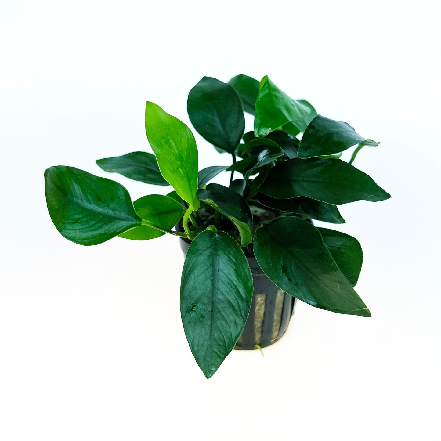 Anubias Nana 1 pot- Aquatic Live Plants Perfect to all size tanks. Free Shipping !!!! | Green Garden Corner