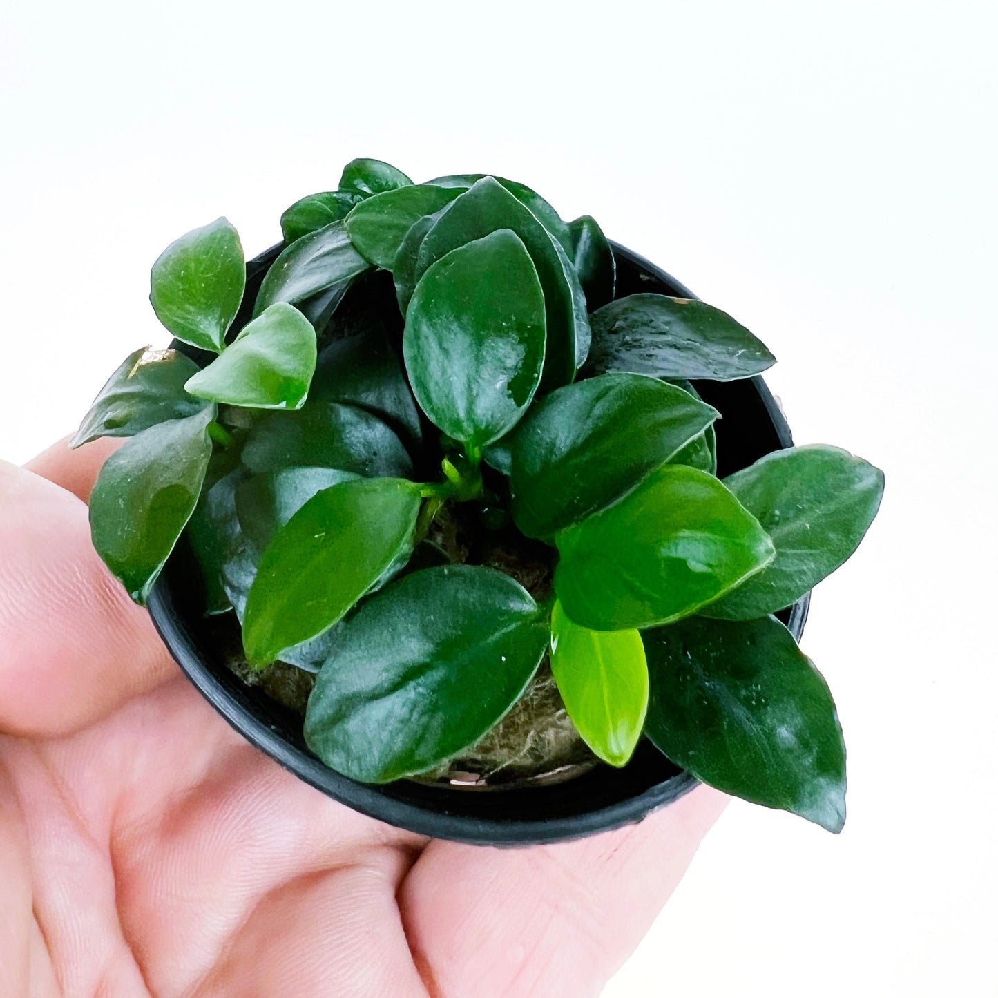 Anubias Nana Petite 1 pot- Aquatic Live Plants Perfect to all size tanks. Free Shipping !!!! | Green Garden Corner