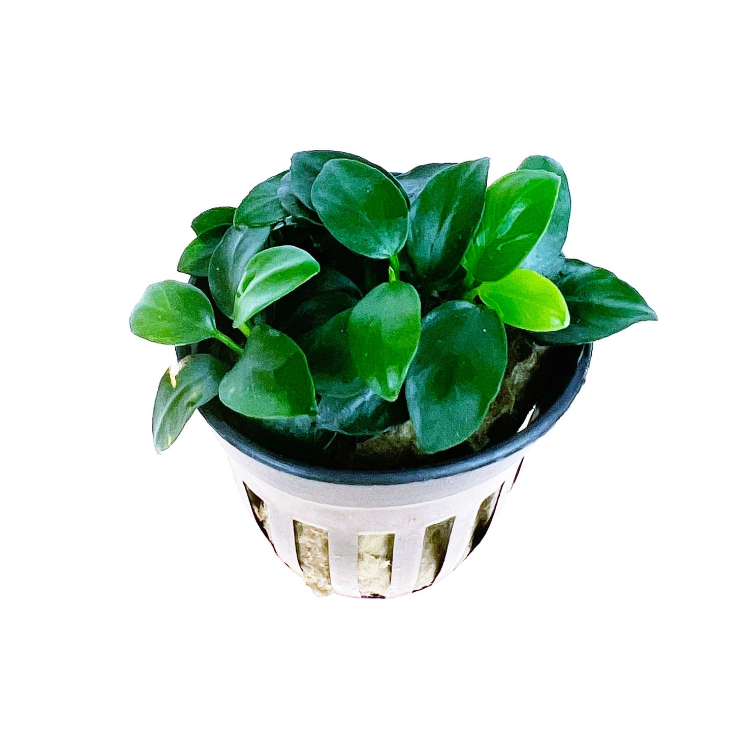 Anubias Nana Petite 1 pot- Aquatic Live Plants Perfect to all size tanks. Free Shipping !!!! | Green Garden Corner