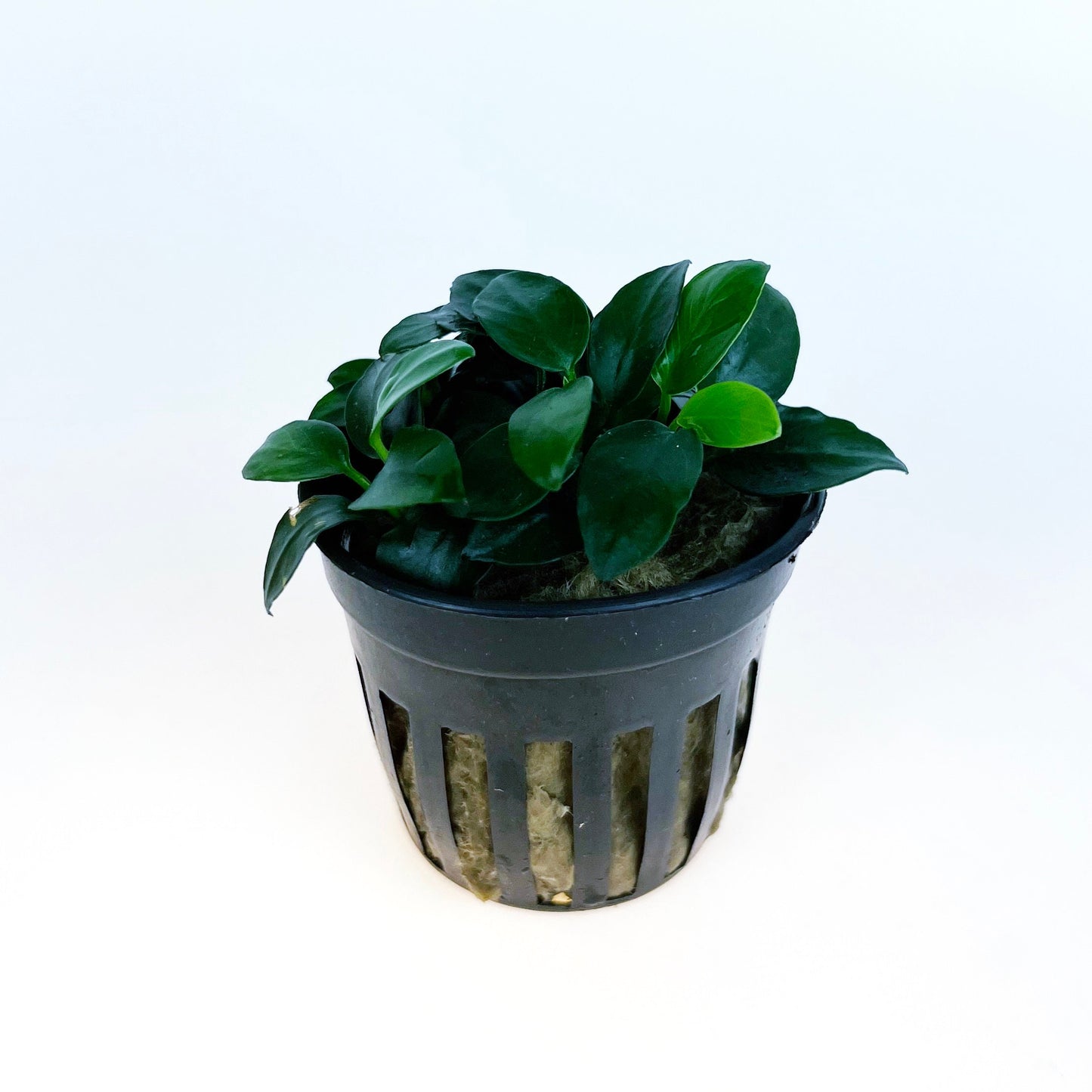 Anubias Nana Petite 1 pot- Aquatic Live Plants Perfect to all size tanks. Free Shipping !!!! | Green Garden Corner