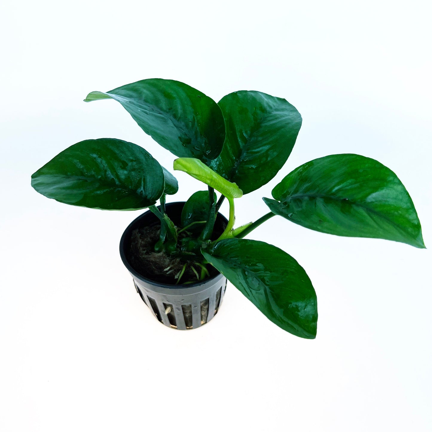 Anubias Barteri Butterfly 1 pot- Aquatic Live Plants Perfect to all size tanks. Free Shipping !!!! | Green Garden Corner