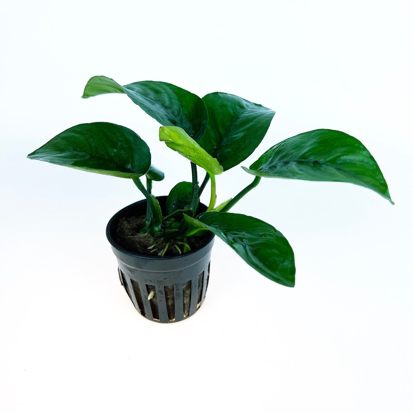 Anubias Barteri Butterfly 1 pot- Aquatic Live Plants Perfect to all size tanks. Free Shipping !!!! | Green Garden Corner