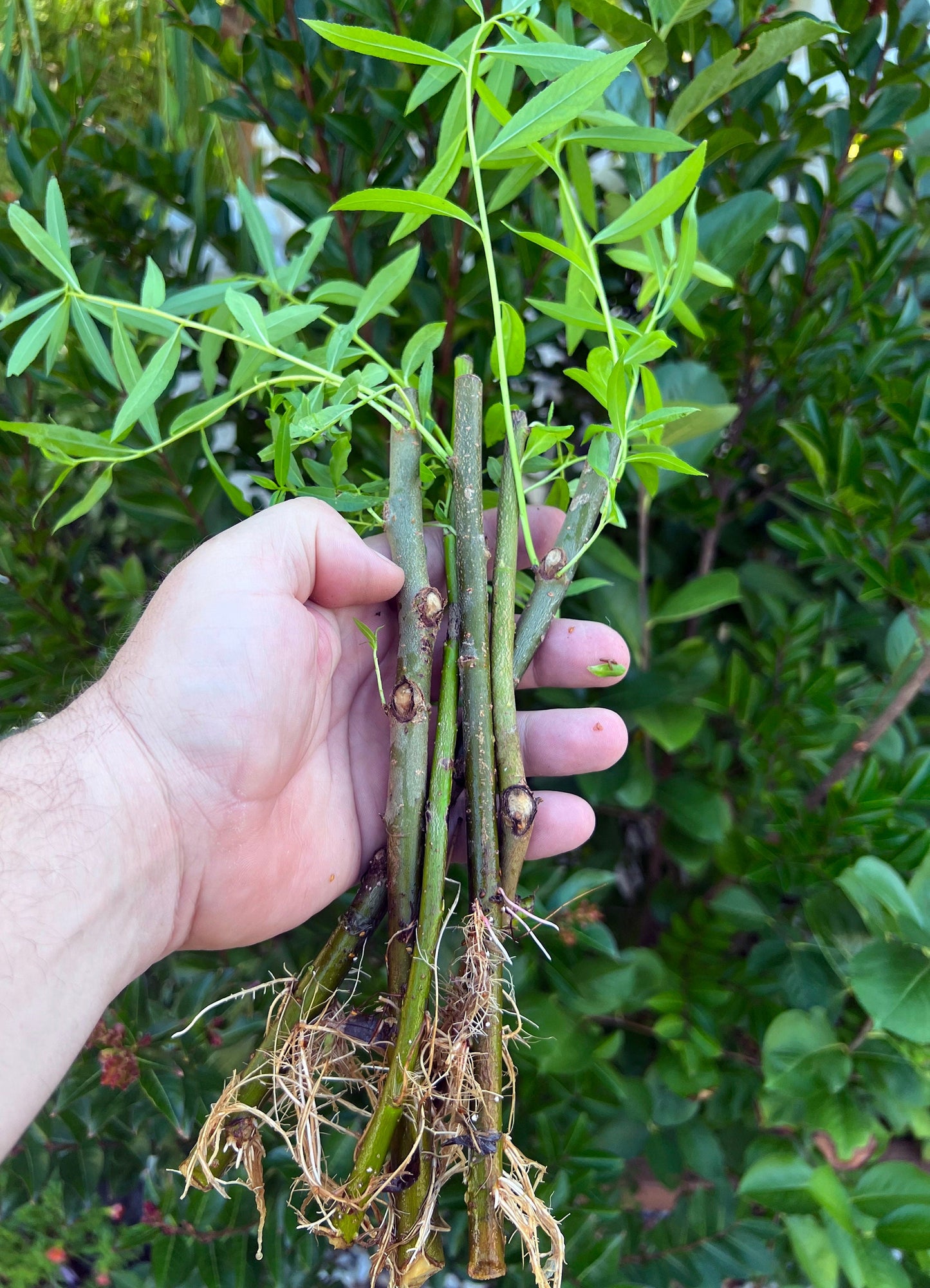 10 + 1 FREE Hybrid Willow Rooted Cuttings is One of the Fastest Growing Tree. Free Shipping!!!!!!!! Green Garden Corner.