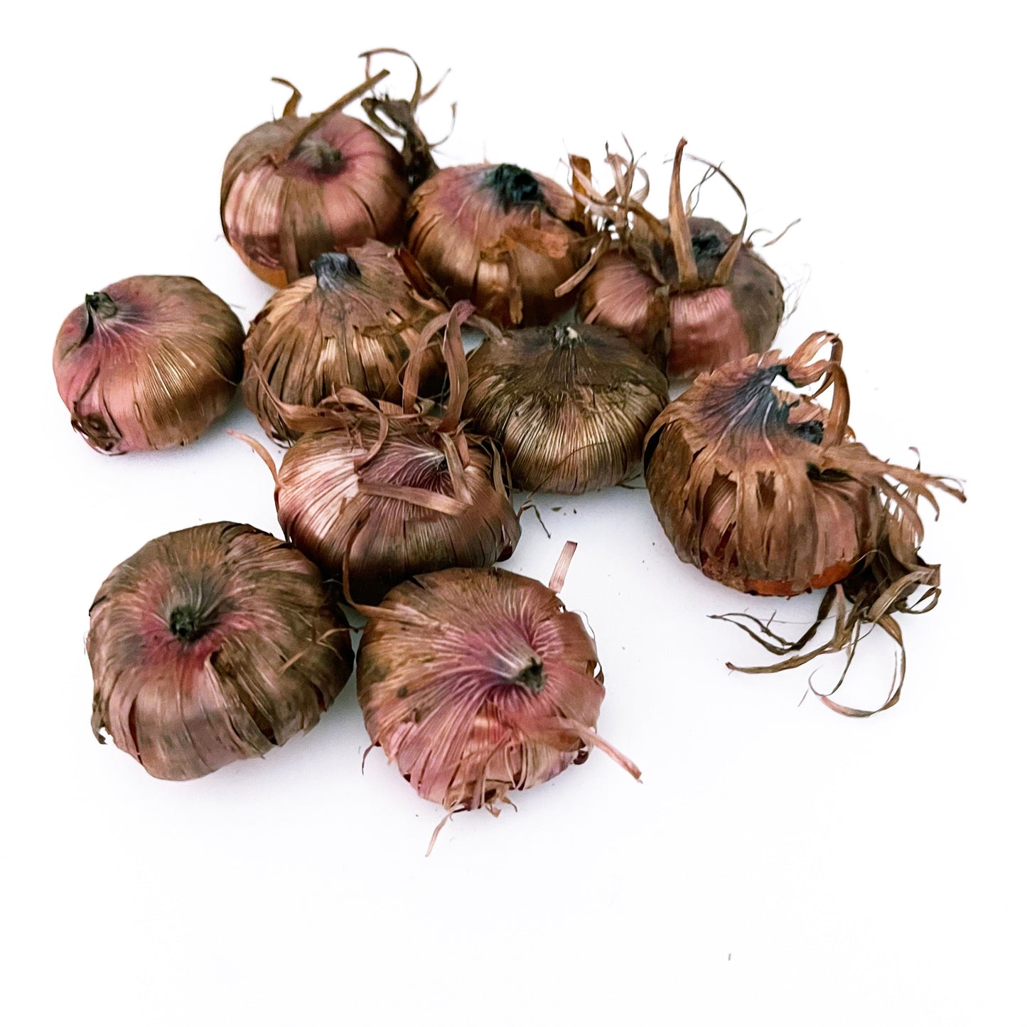 5 or 10 GLADIOLUS TRADERHORN Holland Bulbs brilliant scarlet gladiolus blooms Free Shipping !!!!!!! Green Garden Corner