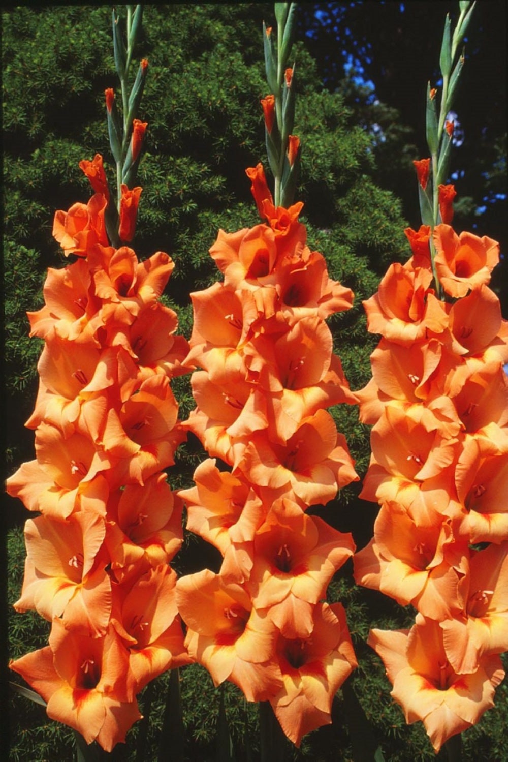 5 or 10 GLADIOLUS PETER PEARS Holland Bulbs orange blooms Free Shipping !!!!!!! Green Garden Corner