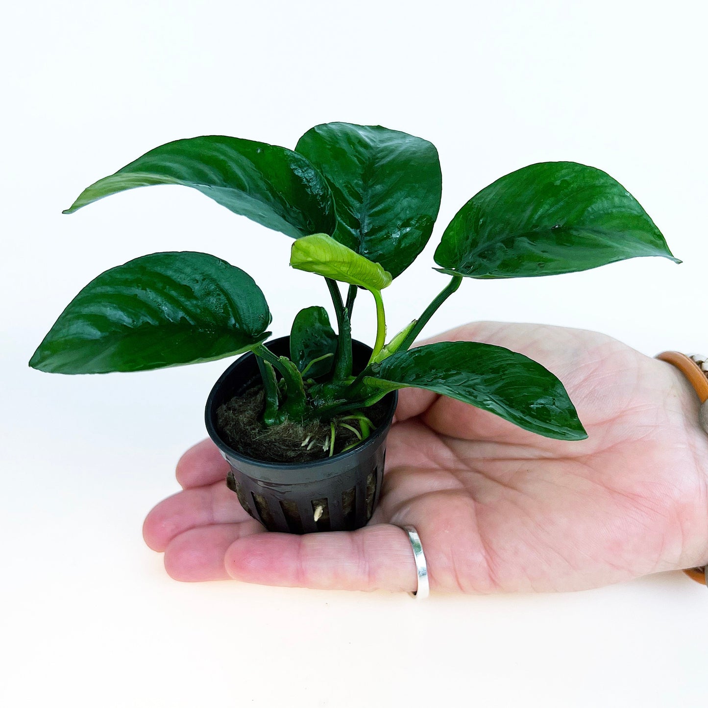 Anubias Barteri Butterfly 1 pot- Aquatic Live Plants Perfect to all size tanks. Free Shipping !!!! | Green Garden Corner