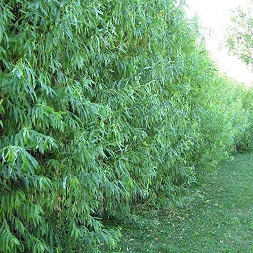5 + 1 FREE Hybrid Willow Rooted Cuttings is One of the Fastest Growing Tree. Free Shipping!!!!!!!! Green Garden Corner.