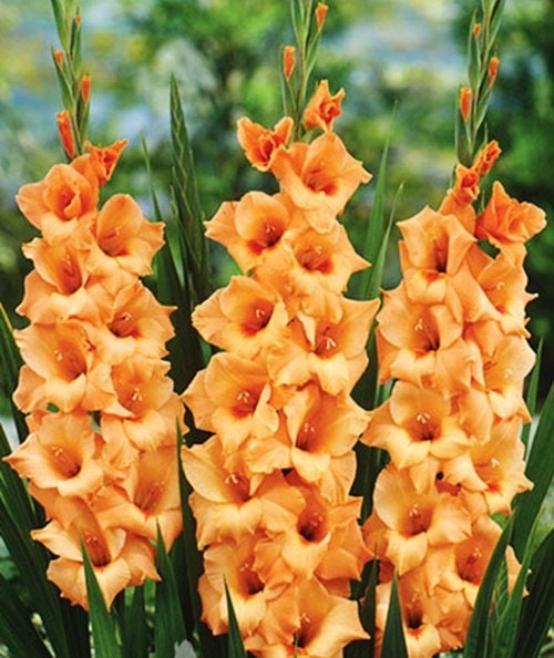5 or 10 GLADIOLUS PETER PEARS Holland Bulbs orange blooms Free Shipping !!!!!!! Green Garden Corner