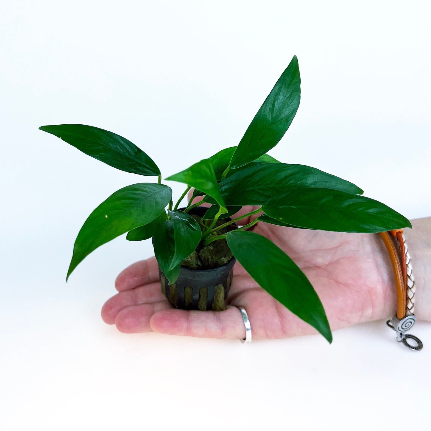 ANUBIAS Lanceolata 1 pot- Aquatic Live Plants Perfect to all size tanks. Free Shipping !!!! | Green Garden Corner