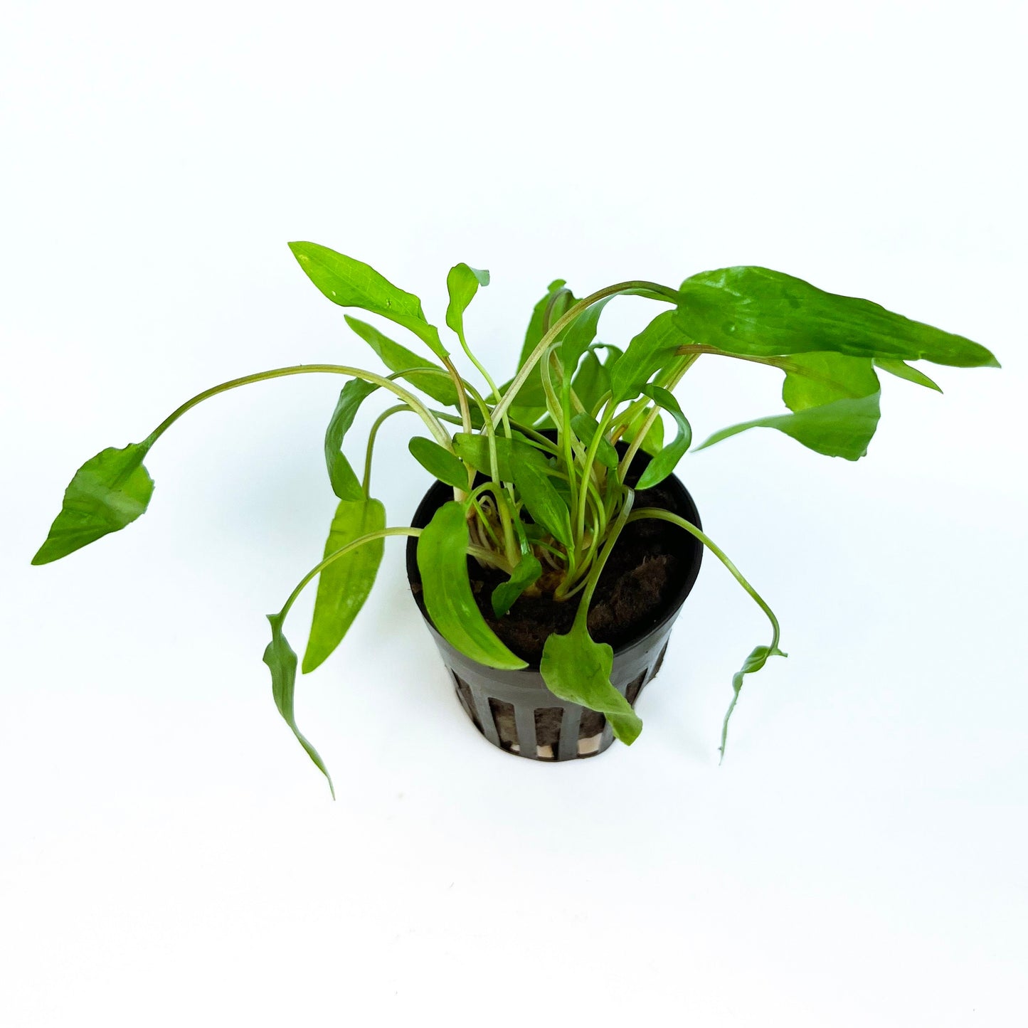 CRYPTOCORYNE WENDTII GREEN 1 Pot- Aquatic Live Plants Perfect to all size tanks. Free Shipping !!!! | Green Garden Corner