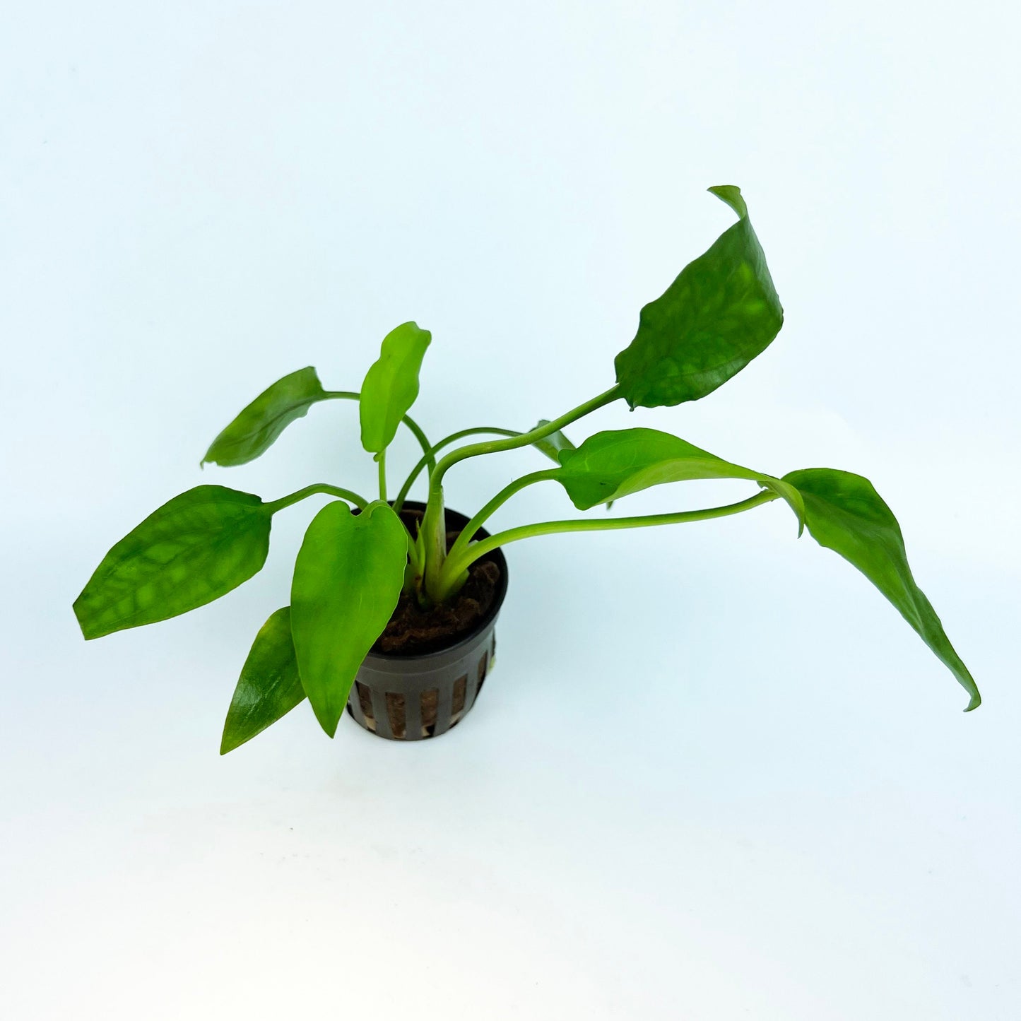 CRYPTOCORYNE WILLISI 1 Pot- Aquatic Live Plants Perfect to all size tanks. Free Shipping !!!! | Green Garden Corner