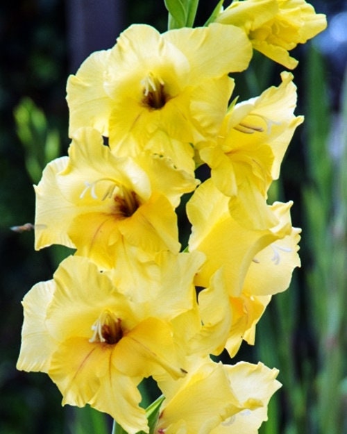5 or 10 GLADIOLUS NOVA Lux Holland BULBS yellow blooms Free Shipping !!!!!!! Green Garden Corner