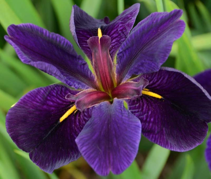 Black Gamecock Purple Louisiana Iris plant for garden and pond | FREE SHIPPING!! | Pond Live Plants | Green Garden Corner