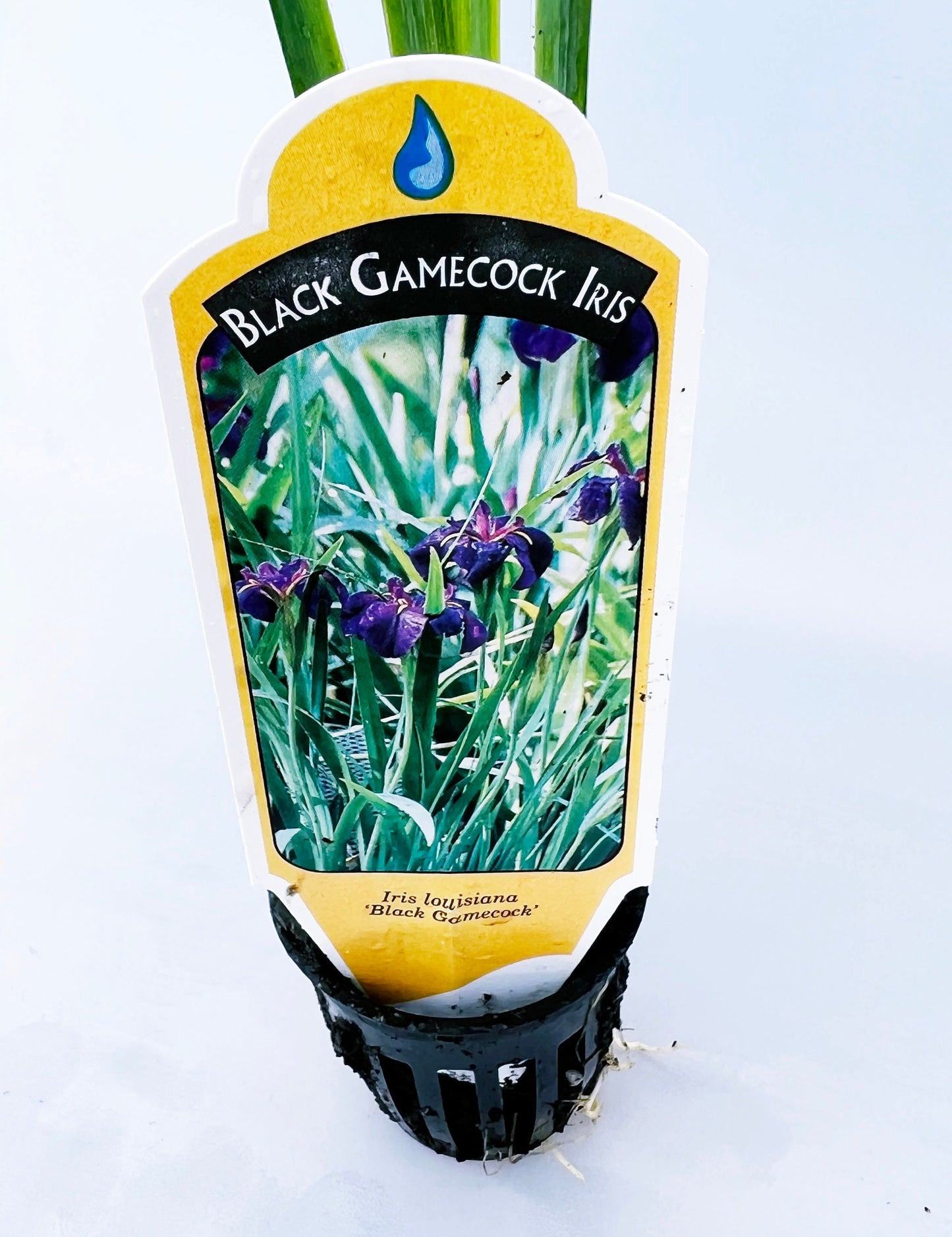 Black Gamecock Purple Louisiana Iris plant for garden and pond | FREE SHIPPING!! | Pond Live Plants | Green Garden Corner