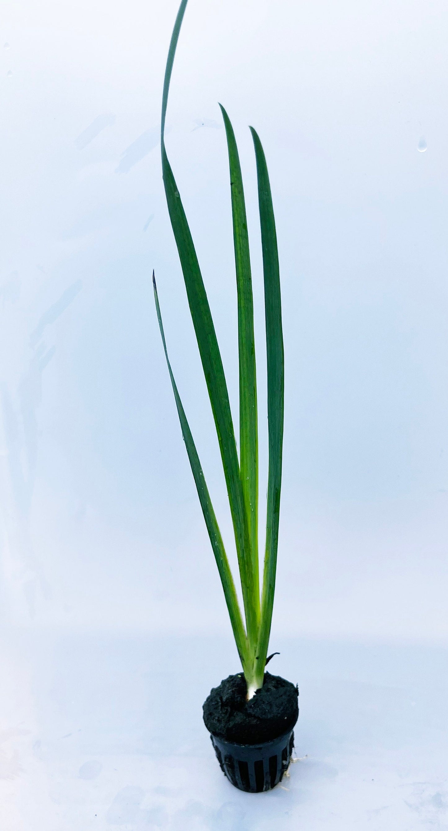 Black Gamecock Purple Louisiana Iris plant for garden and pond | FREE SHIPPING!! | Pond Live Plants | Green Garden Corner
