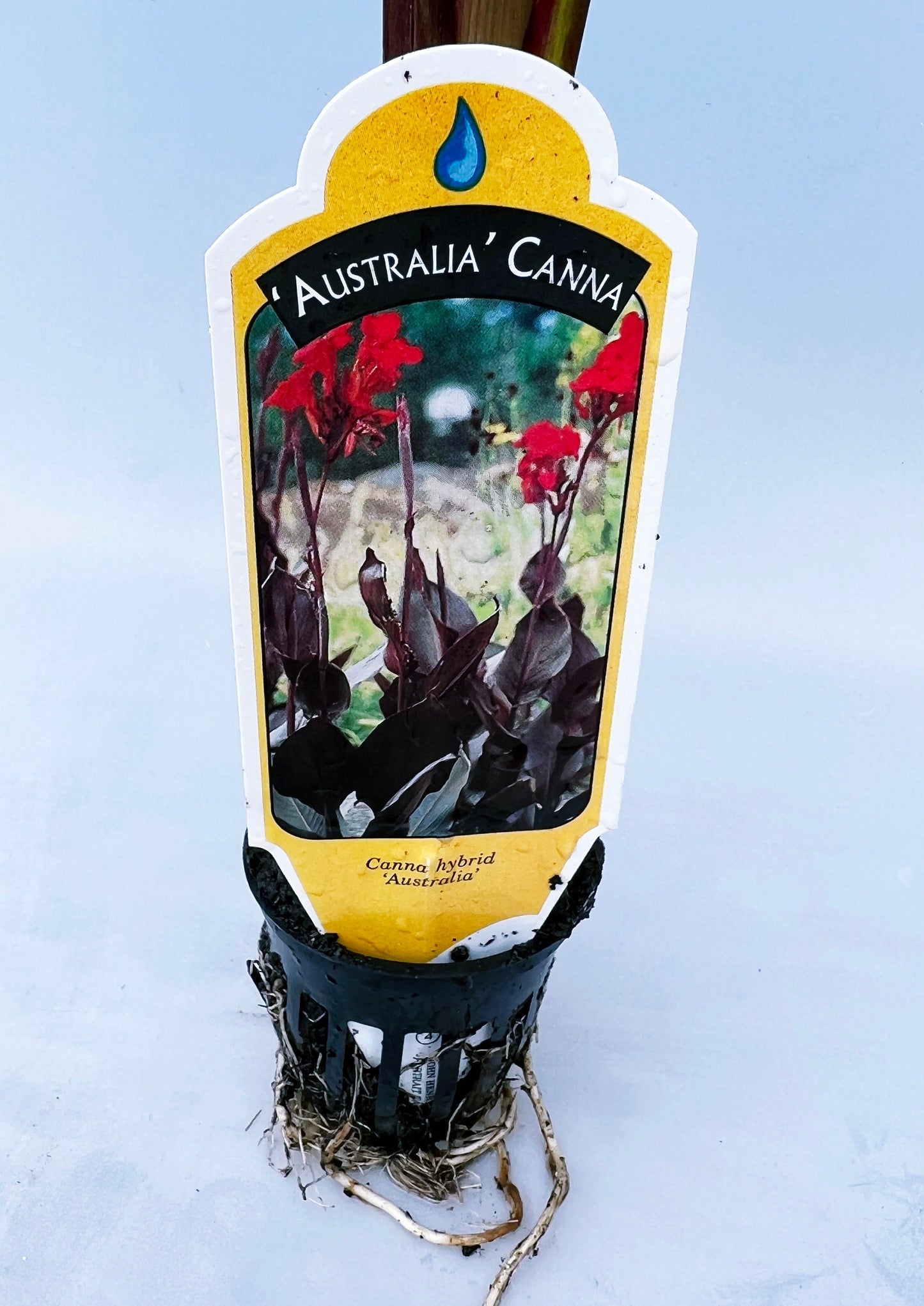 CANNA AUSTRALIA plant for garden and pond | free shipping !! | Live Plants | Green Garden Corner