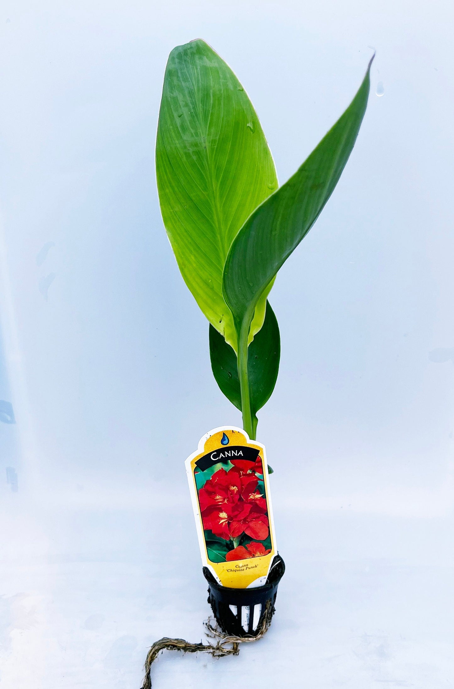 CANNA CHIQUITA PUNCH plant for garden and pond | free shipping !! | Pond Live Plants | Green Garden Corner