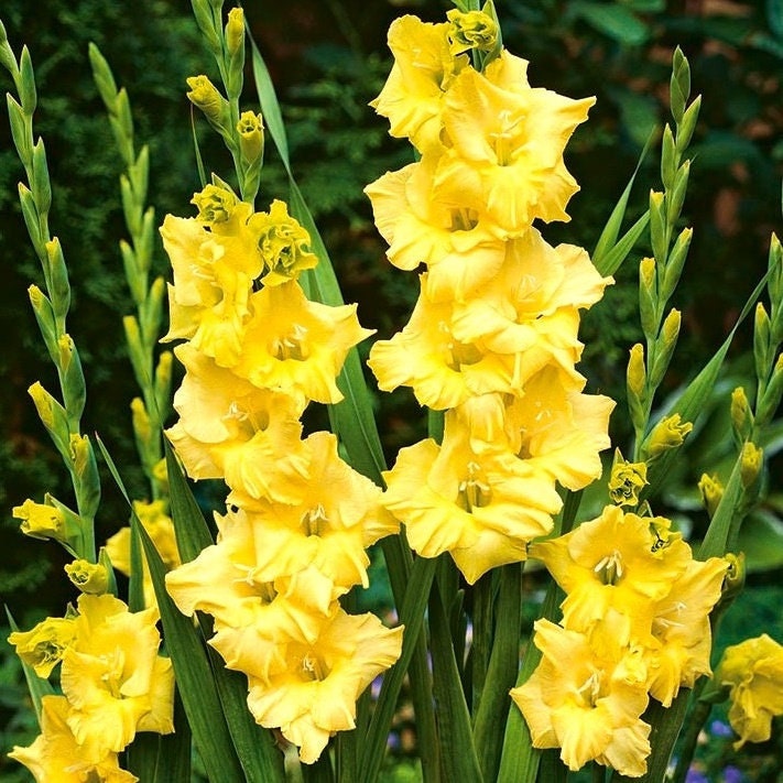 5 or 10 GLADIOLUS NOVA Lux Holland BULBS yellow blooms Free Shipping !!!!!!! Green Garden Corner