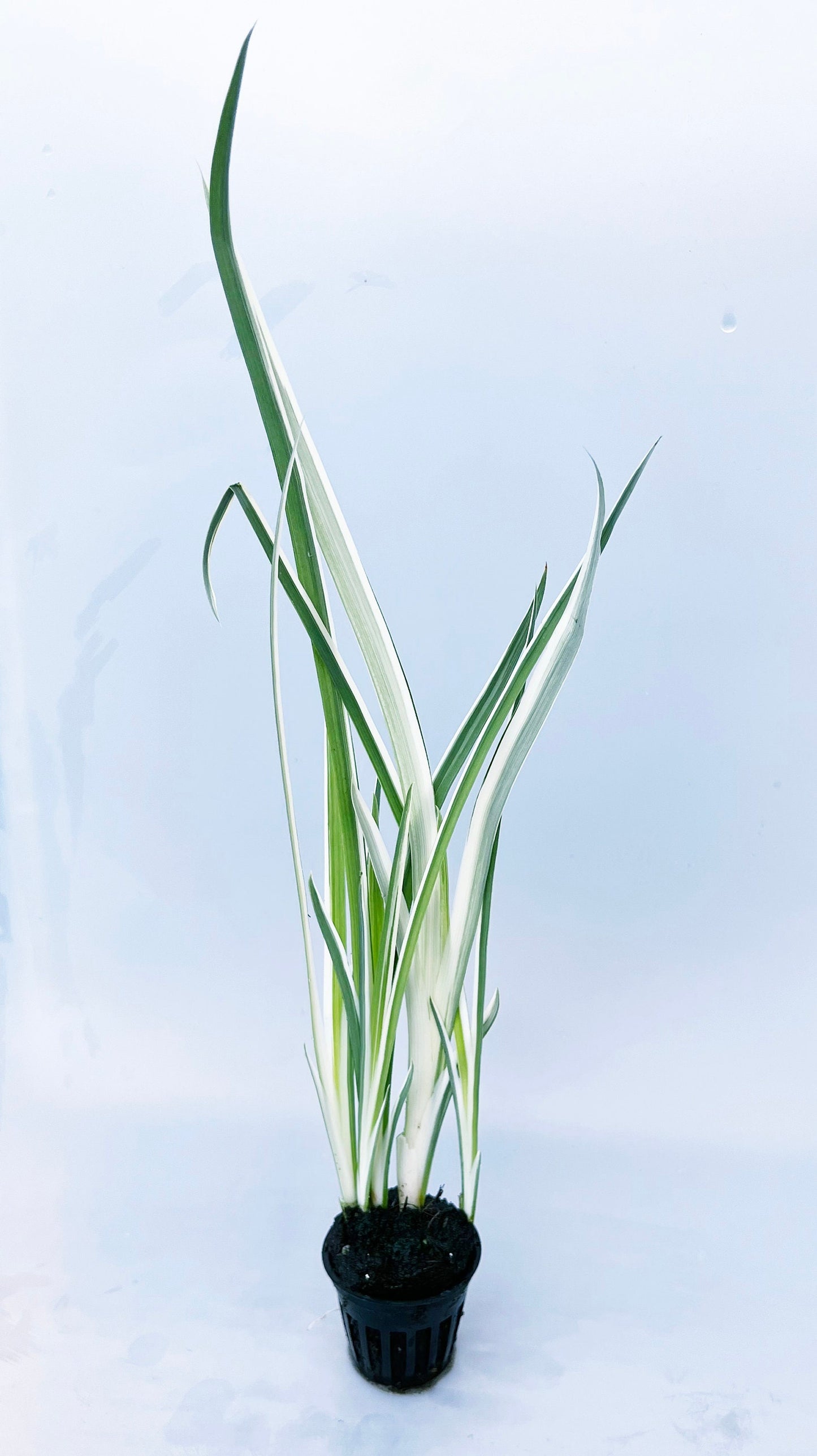 Japanese variegated Iris (Iris kaempferi variegata) plant for garden and pond | FREE SHIPPING!! | Pond Live Plants | Green Garden Corner