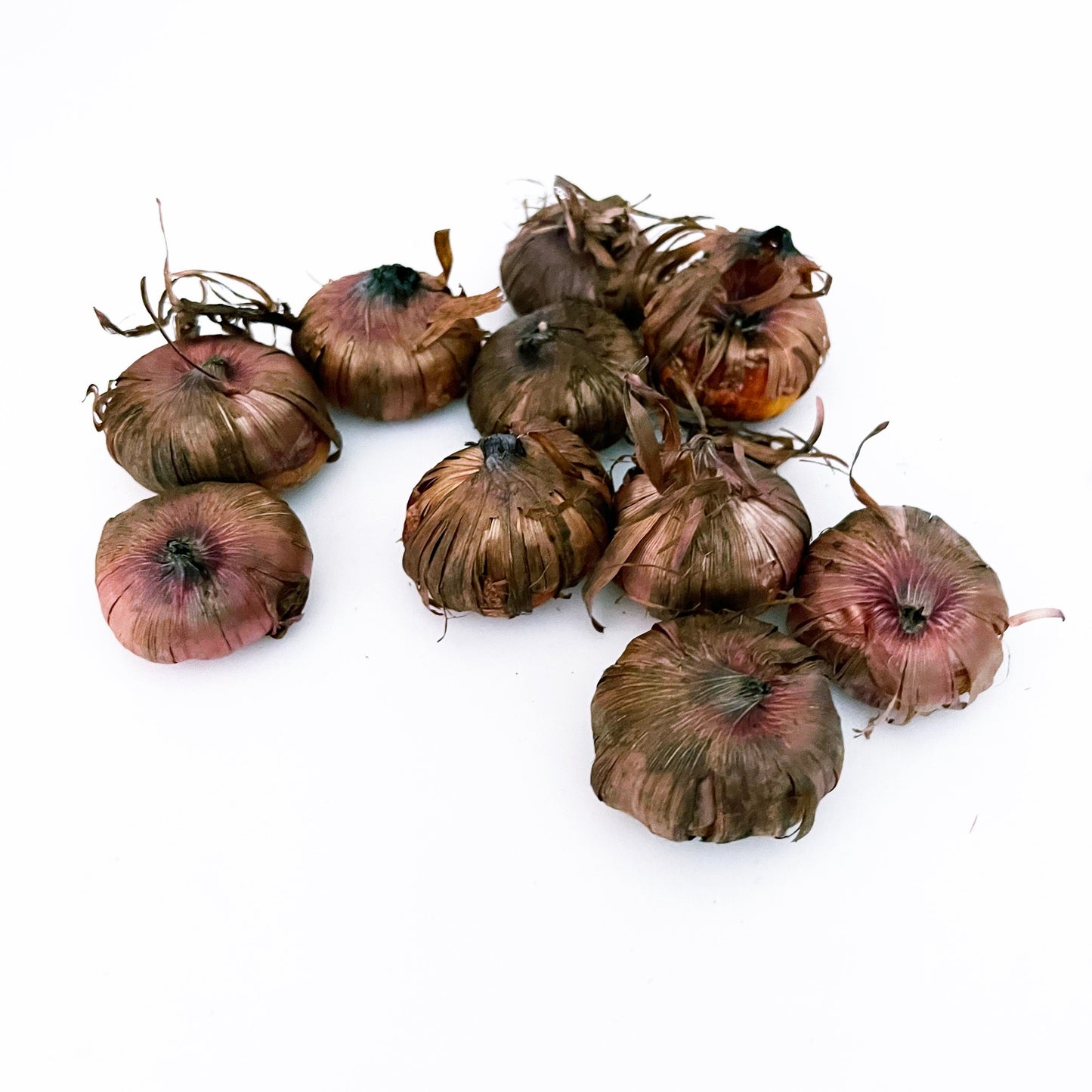 10 bulbs. Gladiolus bulbs color mix , burgundy, red, peach, violet-blue. . !!!!!!! FREE SHIPPING | Green Garden Corner