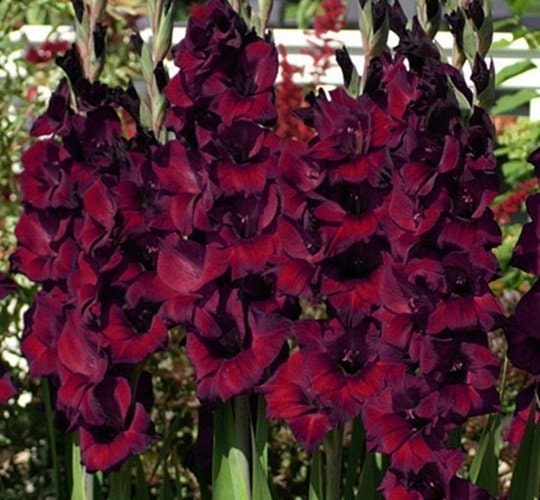 10 bulbs. Gladiolus bulbs color mix , burgundy, red, peach, violet-blue. . !!!!!!! FREE SHIPPING | Green Garden Corner
