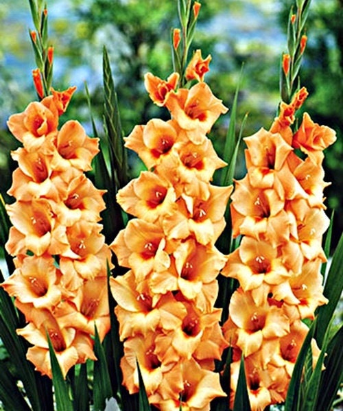 10 bulbs. Gladiolus bulbs color mix , burgundy, red, peach, violet-blue. . !!!!!!! FREE SHIPPING | Green Garden Corner