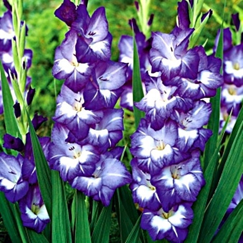 10 bulbs. Gladiolus bulbs color mix , burgundy, red, peach, violet-blue. . !!!!!!! FREE SHIPPING | Green Garden Corner