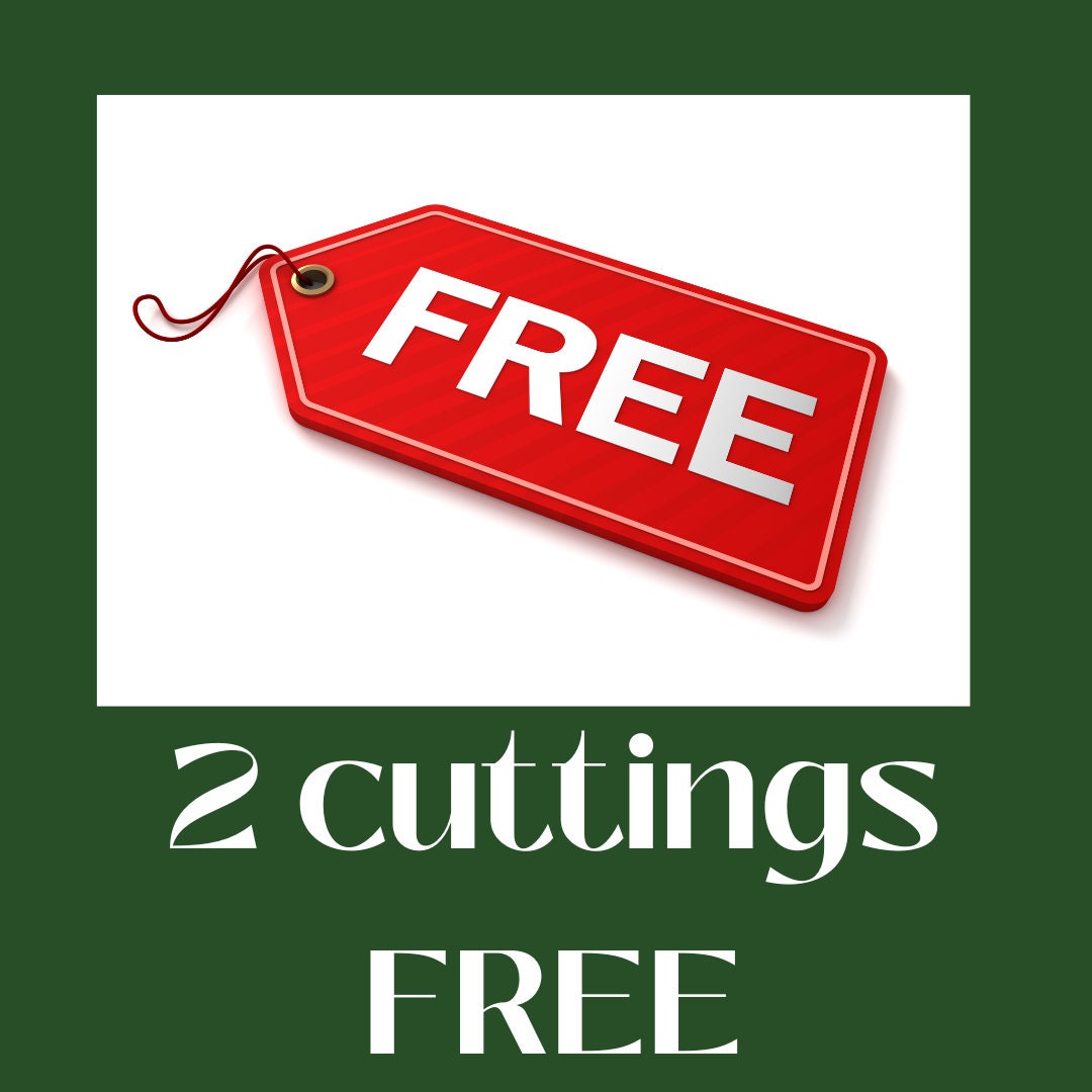 20 Hybrid Willow Cuttings is One of the Fastest Growing Tree. Free Shipping!!!!!!!! Green Garden Corner.