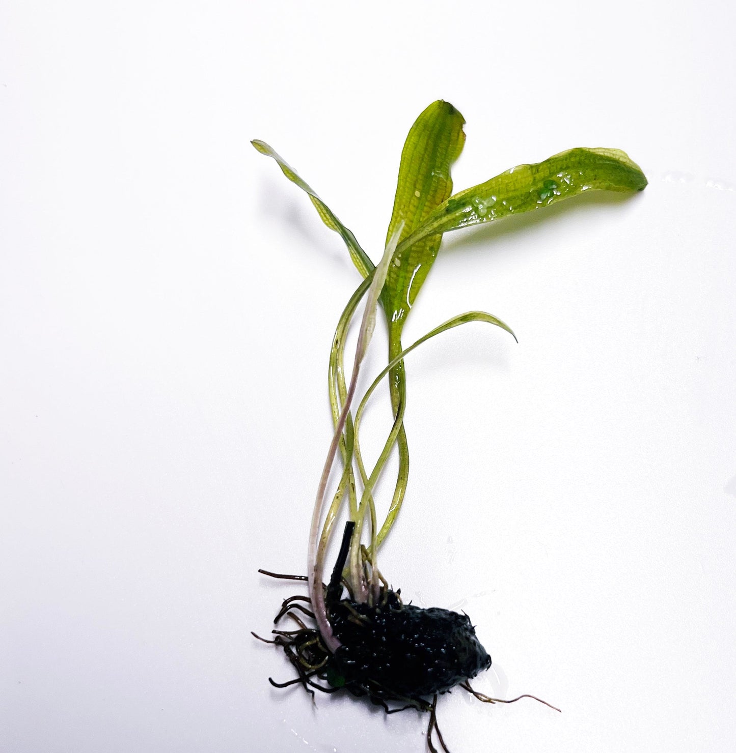 Aponogeton Madagascar Lace 1 bulb- Aquatic Live Plants Perfect to all size tanks. Free Shipping !!!! | Green Garden Corner