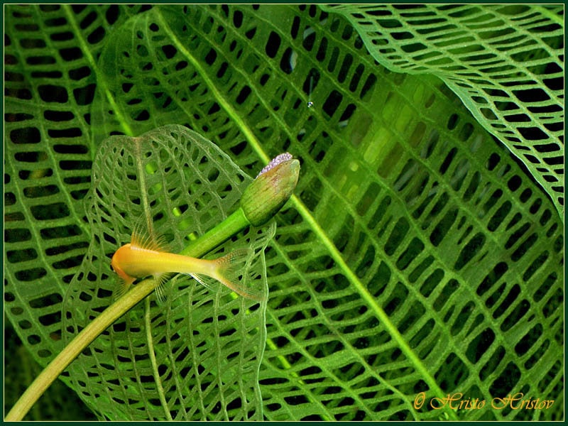 Aponogeton Madagascar Lace 1 bulb- Aquatic Live Plants Perfect to all size tanks. Free Shipping !!!! | Green Garden Corner