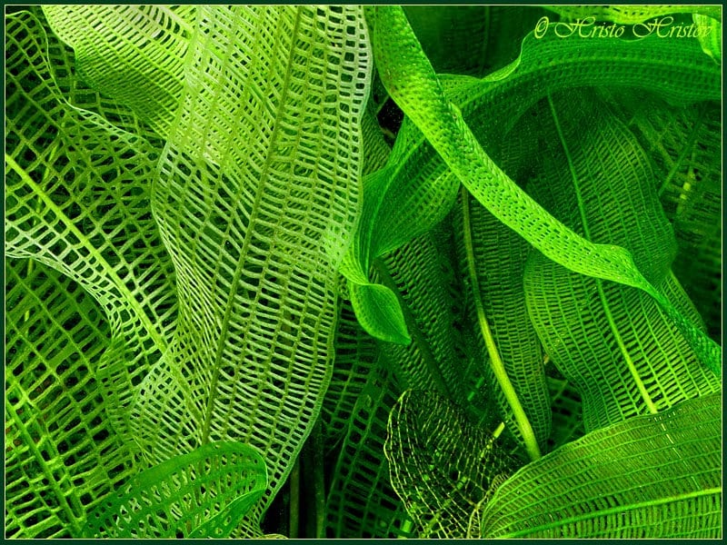 Aponogeton Madagascar Lace 1 bulb- Aquatic Live Plants Perfect to all size tanks. Free Shipping !!!! | Green Garden Corner