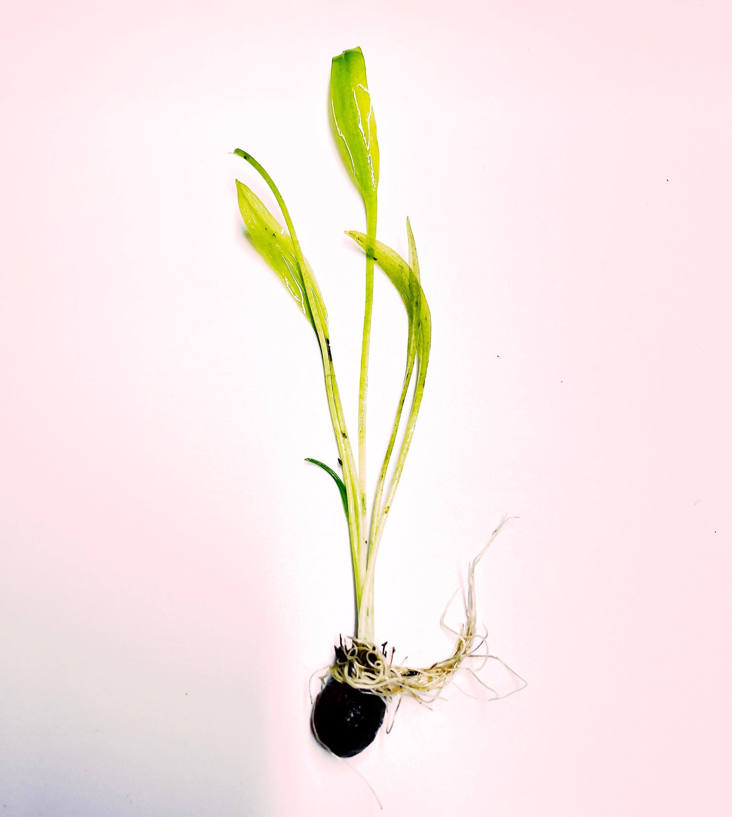 APONOGETON ULVACEUS 1 BULB - Aquatic Live Plants Perfect to all size tanks. Free Shipping !!!! | Green Garden Corner