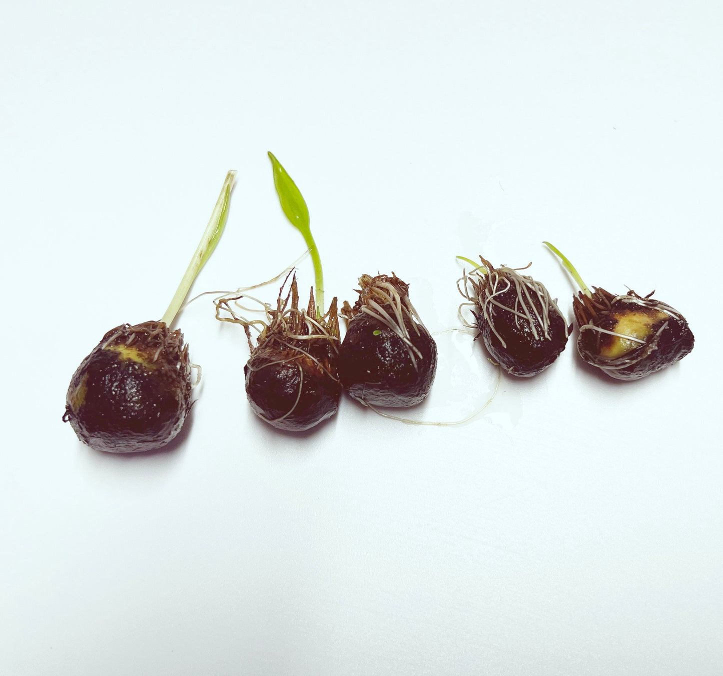 APONOGETON ULVACEUS 1 BULB - Aquatic Live Plants Perfect to all size tanks. Free Shipping !!!! | Green Garden Corner