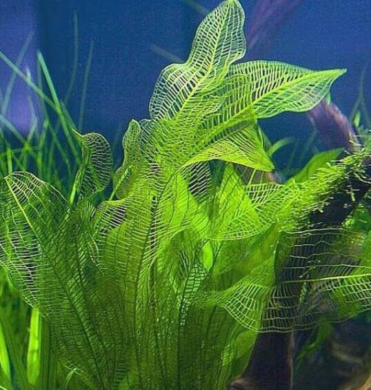 Aponogeton Madagascar Lace 1 bulb- Aquatic Live Plants Perfect to all size tanks. Free Shipping !!!! | Green Garden Corner