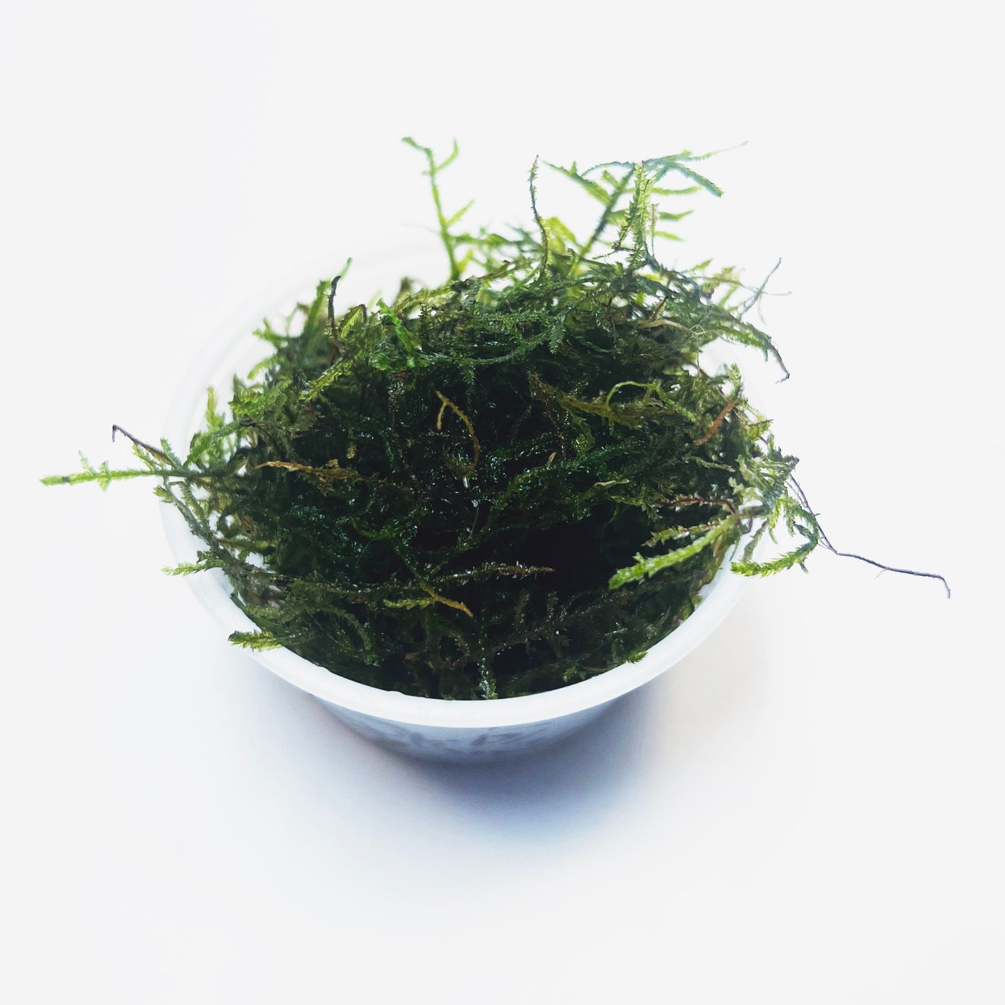 Java Moss - Lush Green Aquatic Foliage for Your Aquarium- Aquatic Live Plants Perfect to all size tanks. Free Shipping| Green Garden Corner