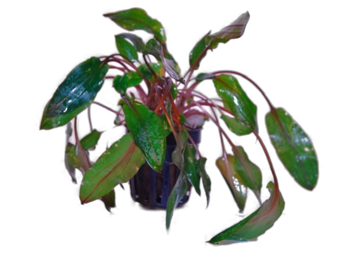 Cryptocoryne Mioya 1 pot- Aquatic Live Plants Perfect to all size tanks. Free Shipping !!!! | Green Garden Corner