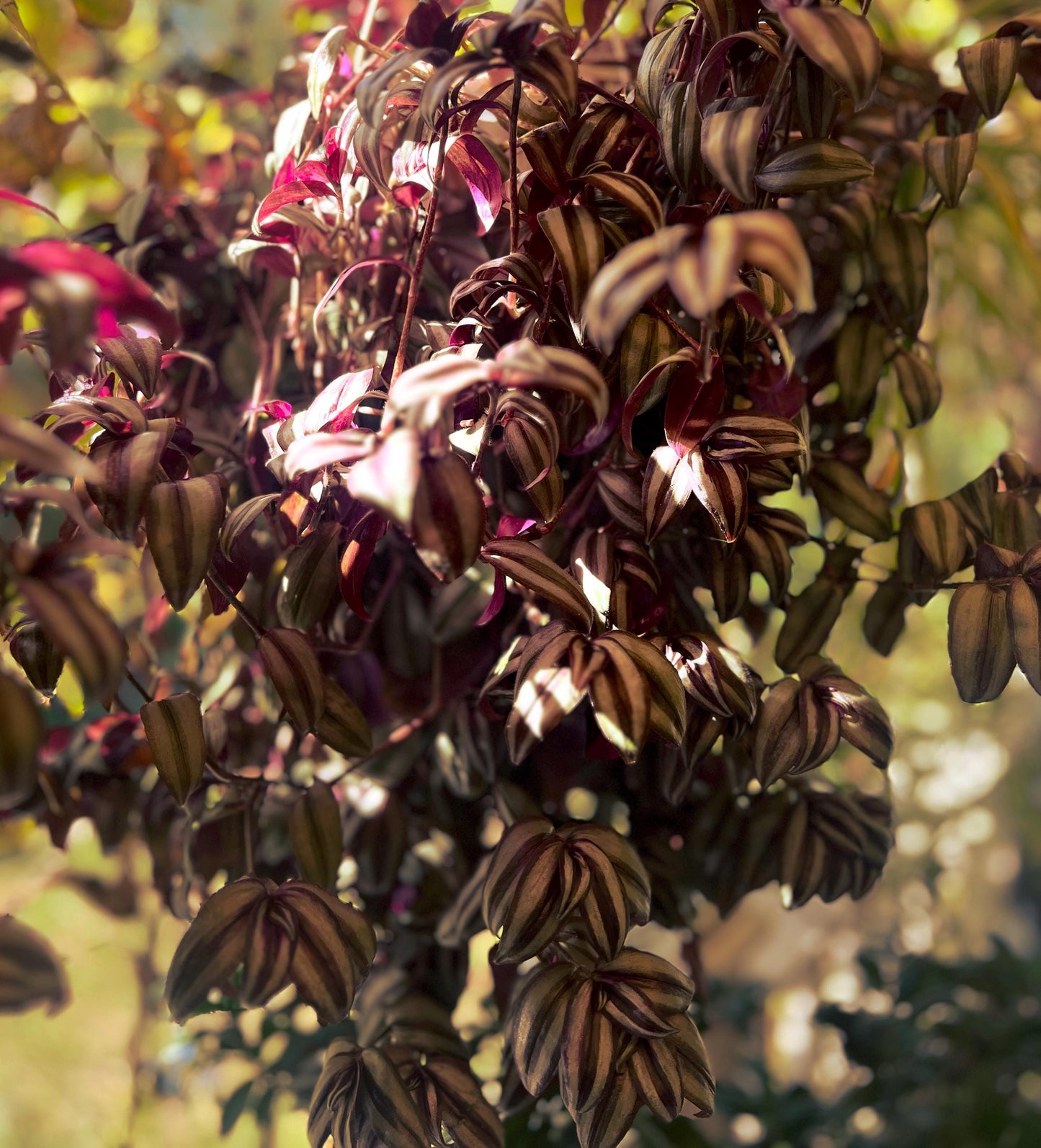 Burgundy Tradescantia 5 cuttings - Easy-Care Indoor Beauty plants | Green Garden Corner !!!