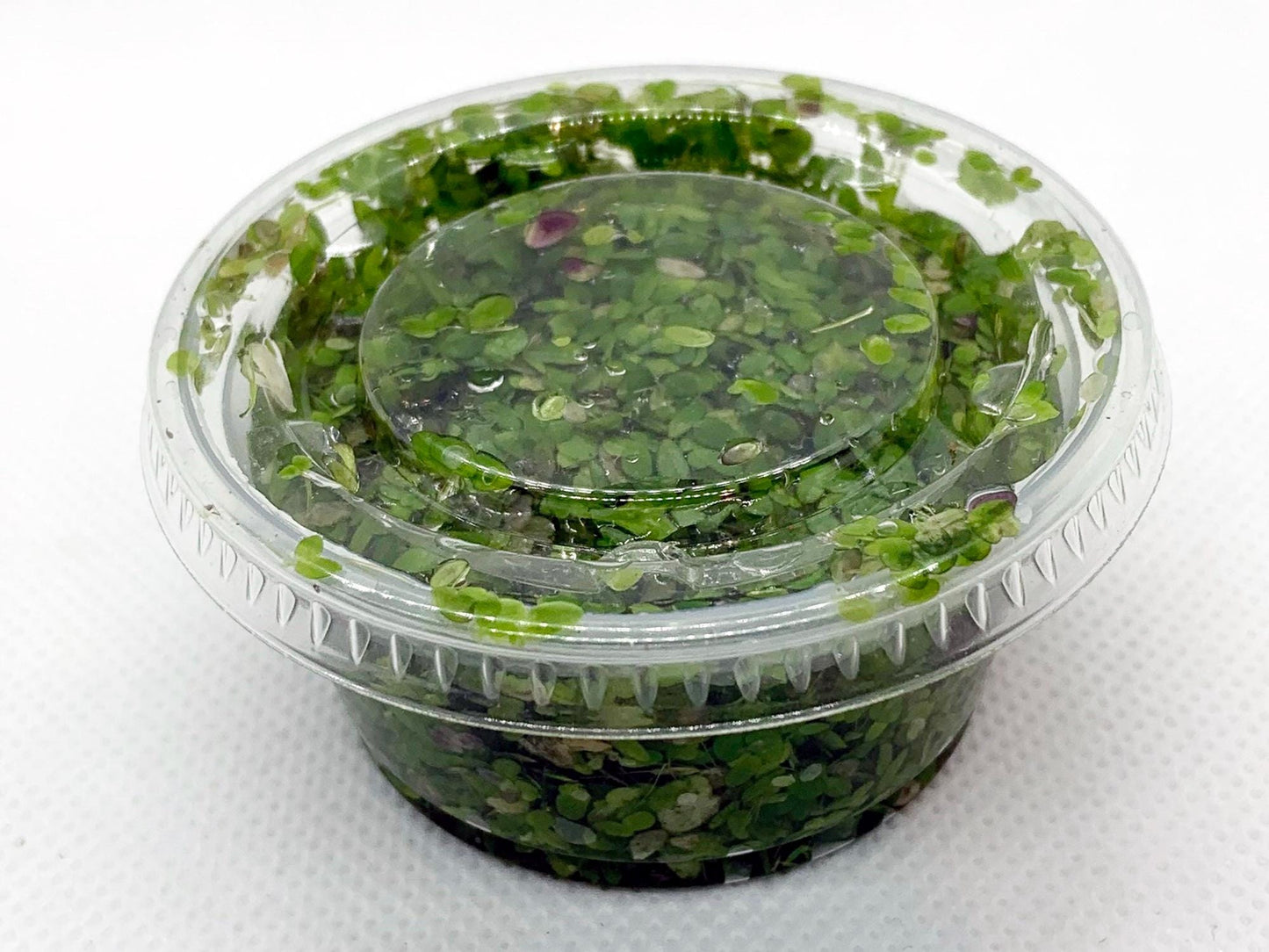 Duckweed - Floating Aquarium Plant for Natural Aquascapes | Free Shipping !!!! | Green Garden Corner