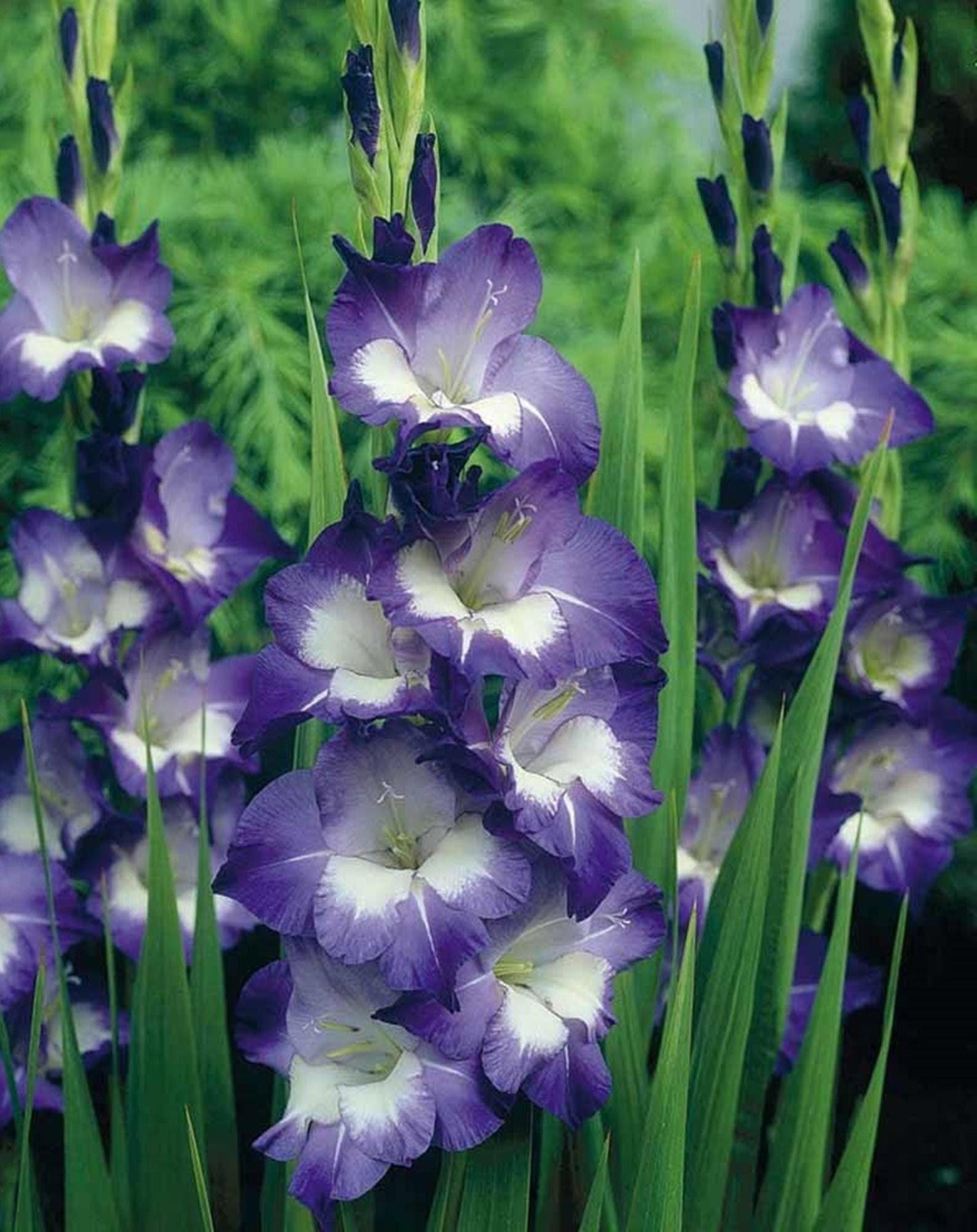 5 or 10 GLADIOLUS NORI Holland BULBS violet-blue blooms Free Shipping !!!!!!! Green Garden Corner